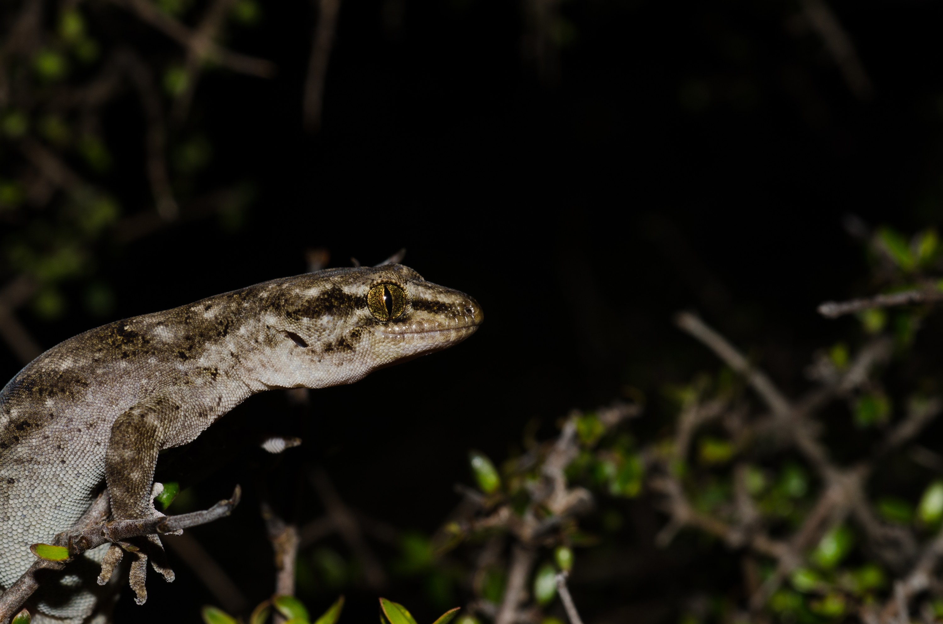 DSC_3554 – Canterbury, Brown, Gecko, Woodworthia, brunneus, banks, peninsula, Crispin, reptiles, amphibians, rare, cold, blood, new, new zealand, zealand, nz
